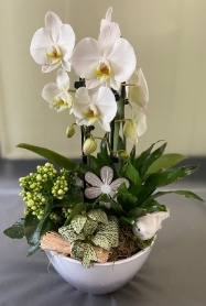 Orchid planter.