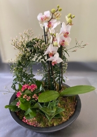 Orchid planter